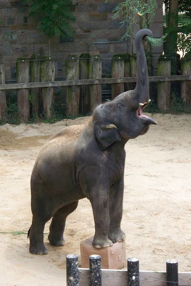 Illustration for article titled Scientists have recorded the first experimental evidence that elephants experience "eureka!" moments